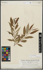 Foto von Salix alba L. x Salix fragilis L.